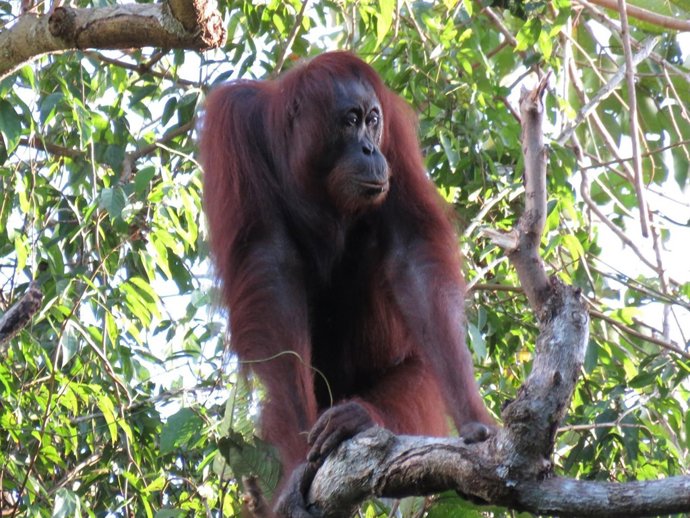 Orangután de Borneo