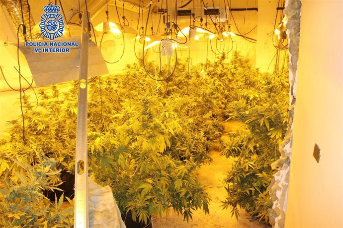 Imagen de la plantación