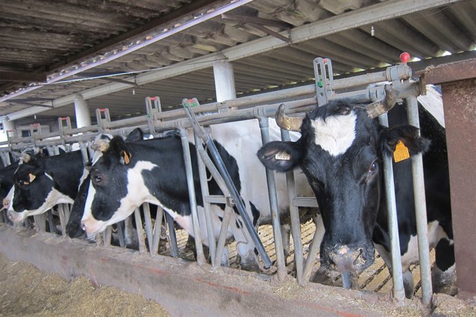 Vaques en una explotació agrària