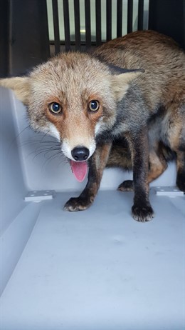 El zorro rescatado en el Ifapa de Palma del Río