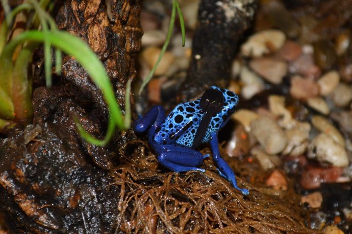 Rana de flecha azul en Terra Natura