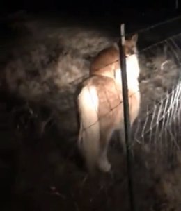 Un perro 'cabalga' sobre un poni en Misuri, Estados Unidos