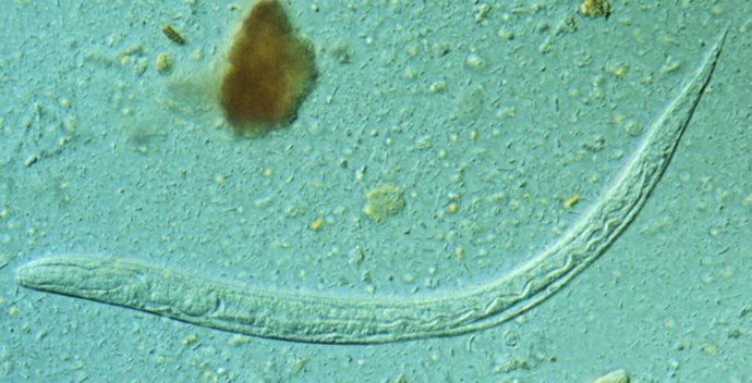 Larva de l'helmint intestinal Strongyloides stercoralis 