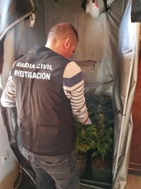 La Guardia Civil interviene 41 plantas de marihuana en el interior del piso del atrincherado de Martos (Jaén)