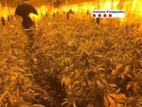 Desmantelan una plantación de marihuana en una nave de Vilassar de Dalt (Barcelona)