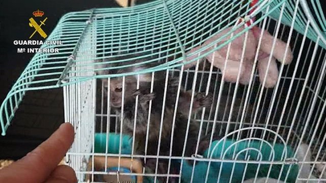 Investigan la venta ilegal de primates sin control sanitario