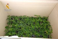 Detenido un joven vecino de Rute (Córdoba) con 64 plantas de marihuana en su vehículo