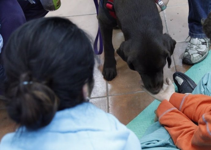 Uno de los perros que participa en el programa terapéutico