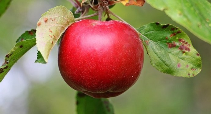 Imagen de archivo de una manzana 