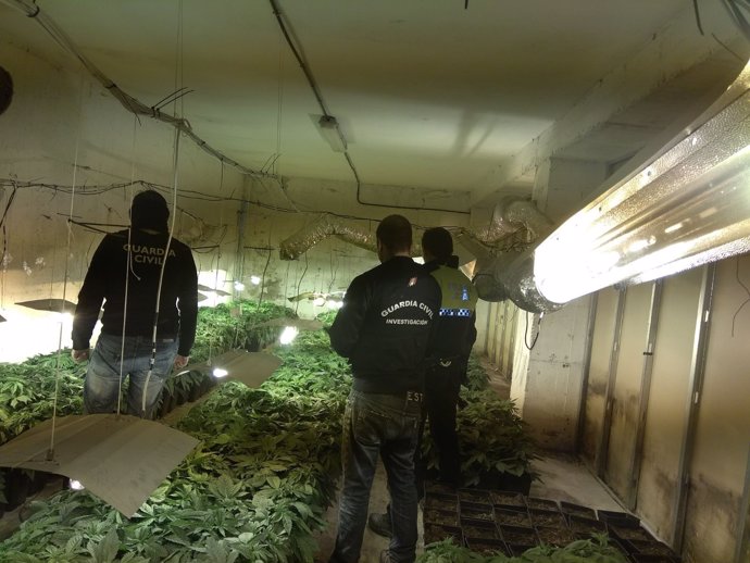 Plantaciones de marihuana descubiertas en la provincia