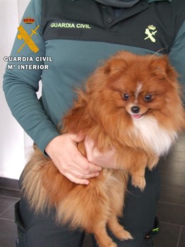 Opc Albacete. Breves Prensa (Recuperación De Un Perro De Raza Pomerania Sustraíd