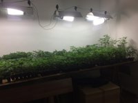 Detenidas tres personas que transportaban plantas de marihuana en una mudanza