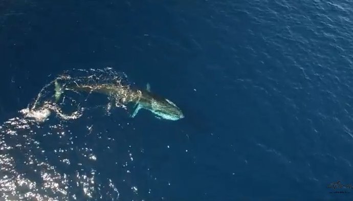 Rorqual comú