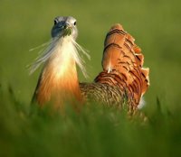 WWF y SEO/BirdLife piden incorporar la visión científica y ambiental al debate de la nueva PAC que regirá desde 2020