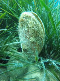 Cs Calvià insta al Ayuntamiento a tomar medidas para la protección de la Nacra