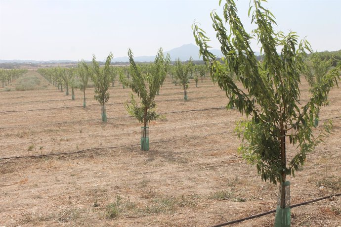 árboles plantados en Baleares