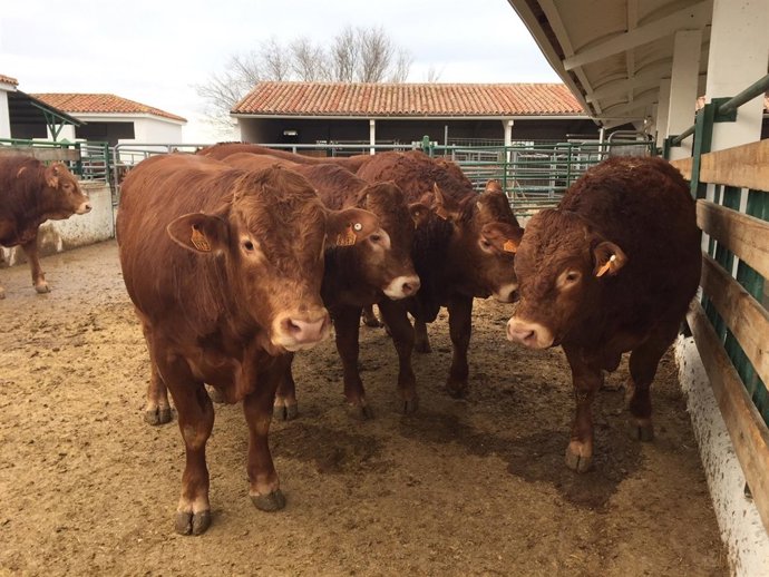 Nota Y Fotos: La Comunidad De Madrid Colabora Con Los Ganaderos Para Incrementar