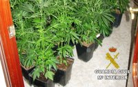 Detenidas tres personas que tenían 177 plantas de marihuana en una vivienda de Benicarló (Castellón)