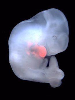 Embrión híbrido interespecie, de rata y ratón