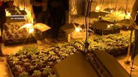 Desmanteladas 2 plantaciones de marihuana, incautados 42 kilos y 5 detenidos en Toledo