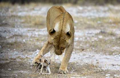 Las conmovedoras imágenes de una leona cuidando de una cría de antílope  tras perder a sus cachorros