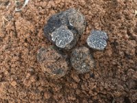 Zamora recolecta sus primeras trufas negras