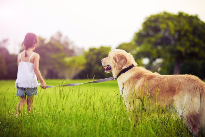Pasear al perro aumenta la responsabilidad y mejora la salud.