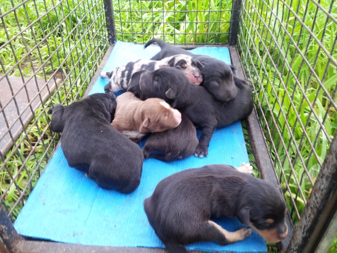 Cachorros rescatados en la basura