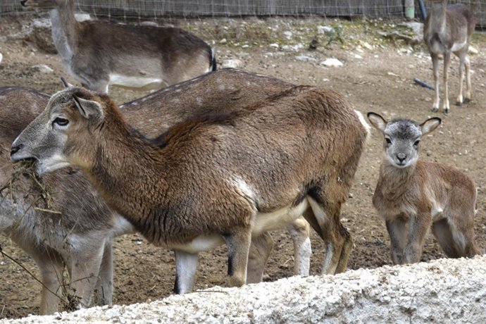 Moflones con sus crías