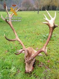 El Seprona detiene a un cazador furtivo que decapitó a un venado