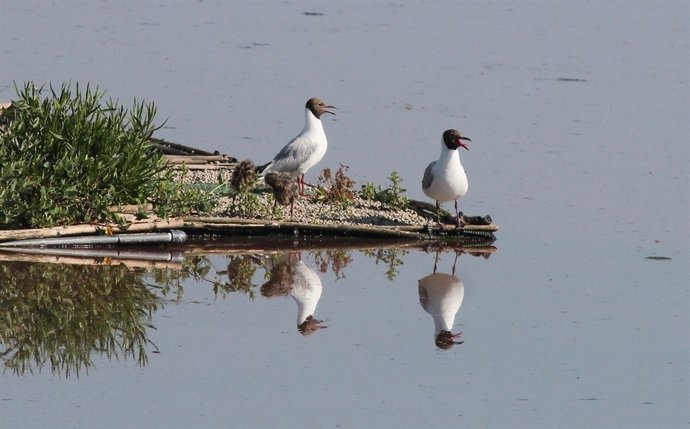 Aves en S' Albufera de Mallorca