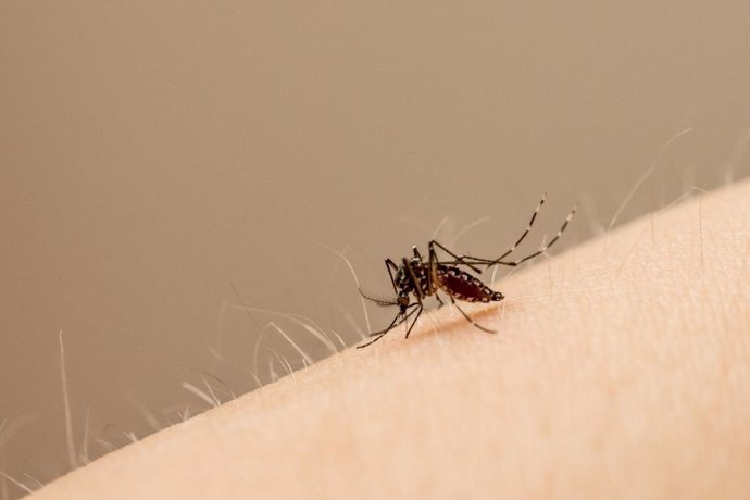 Edes aegypti es el mosquito principal que transporta el virus Zika