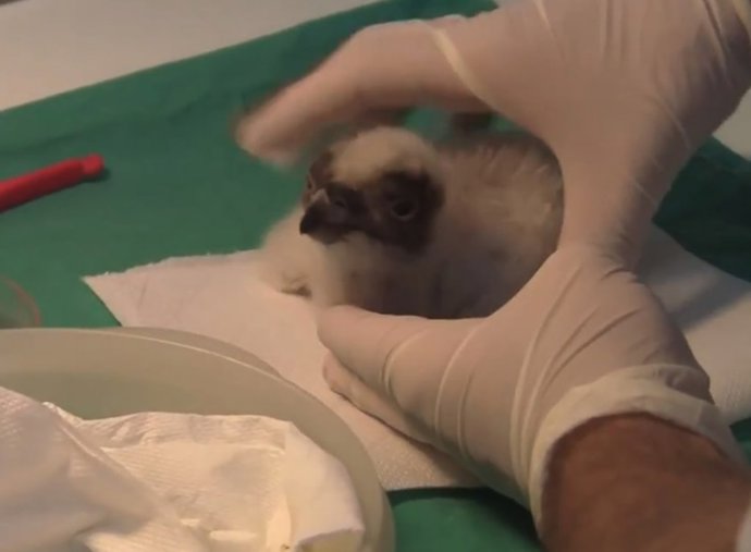 Polluelo de quebrantahuesos en el Centro de Fauna de Torreferrussa