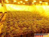 Hallan un cultivo de marihuana porque su consumo de luz obligó a cambiar un transformador