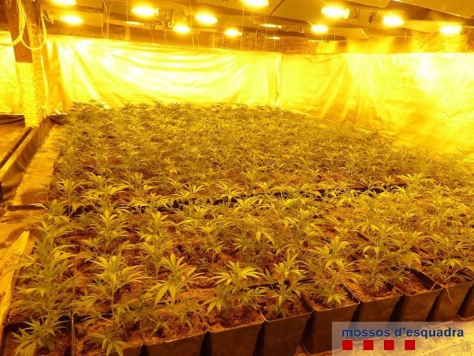 Plantación de marihuana en Castelló de Empúries