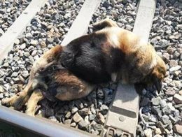 Perro fallecido en las vías del tren