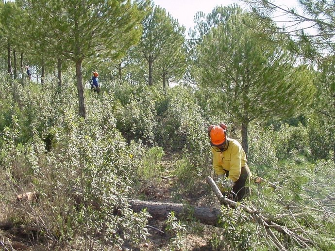 Trabajo de restauración forestal             