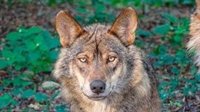 Podemos Andalucía pide a la Junta catalogar al lobo ibérico en peligro de extinción para favorecer su conservación