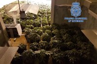 Intervenidas 221 plantas de marihuana en una casa ocupada de Almería en una operación con un detenido