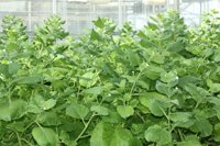 Un proyecto europeo desarrollará variedades de tabaco beneficiosas para la salud con tecnologías de mejora genética