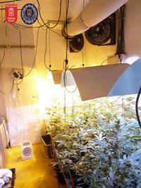 Desmantelado un sistema de cultivo y tráfico de droga en Pamplona y Barañáin