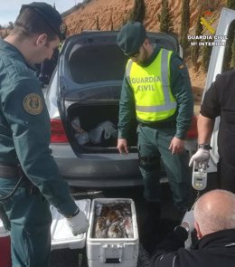 Remitiendo Np Opc Huelva "La Guardia Civil Interviene Diferentes Sustancias Estu