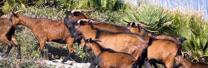 Ejemplares de cabra salvaje mallorquina (boc)