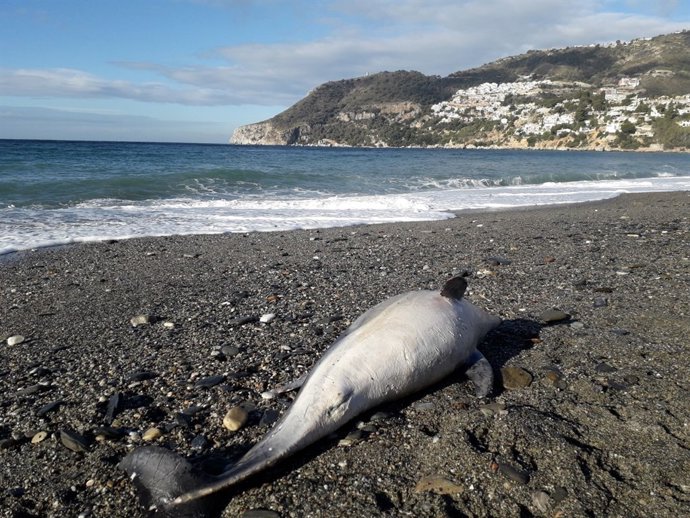 Hallado un delfín muerto en la playa de La Herradura  