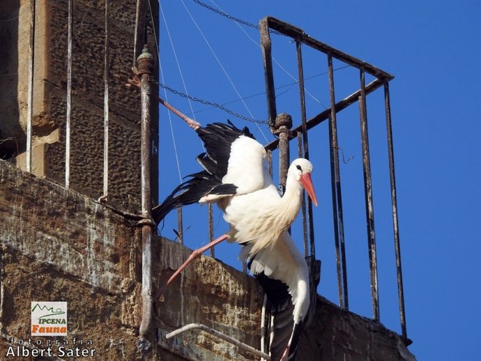 Cigüeña atrapada este viernes en una iglesia de Lleida
