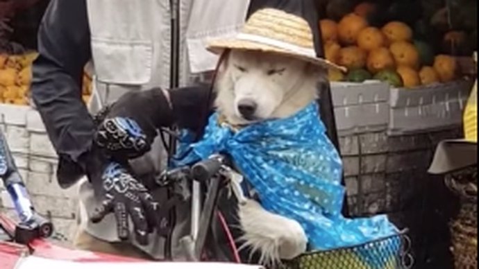 Perro en mercado de Filipinas