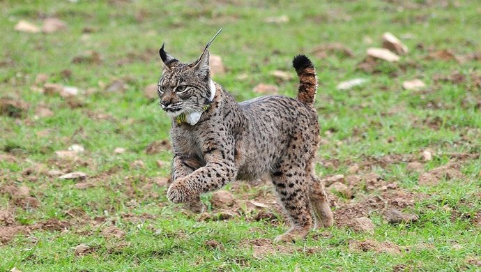 Lince ibérico del Zoo de Jerez