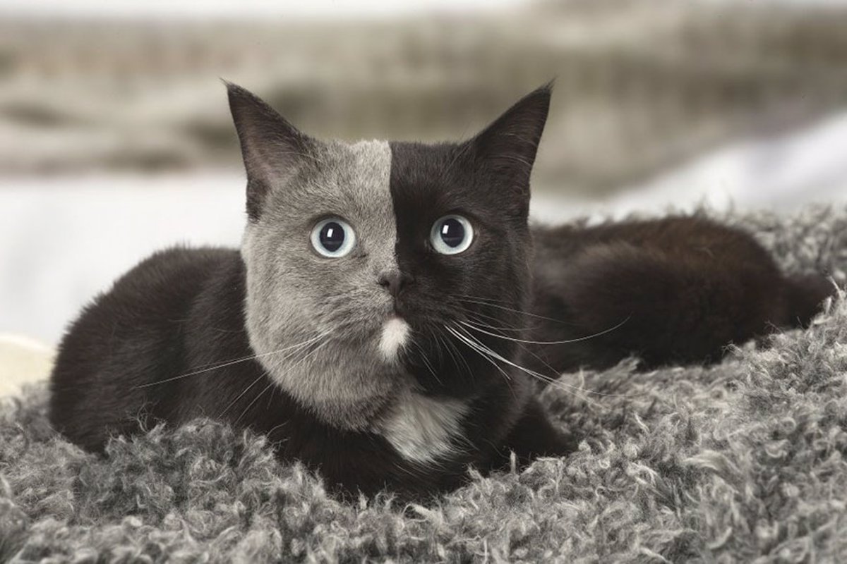 Este es precioso gato dos caras está arrasando en Instagram