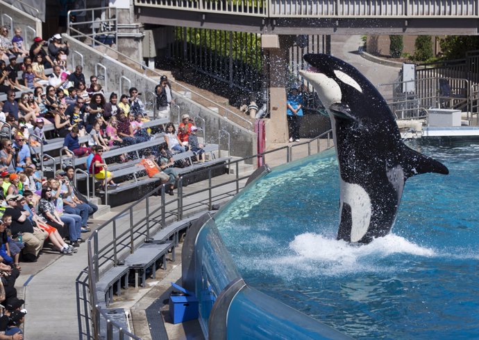 Visitors are greeted by an Orca killer whale as they attend a show featuring the