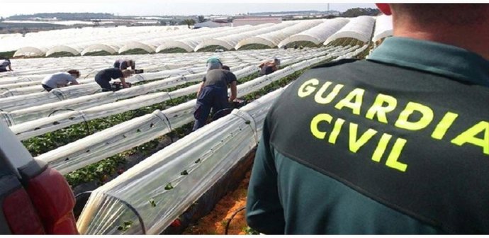 Dispositivo de la Guardia Civil en la campaña agrícola